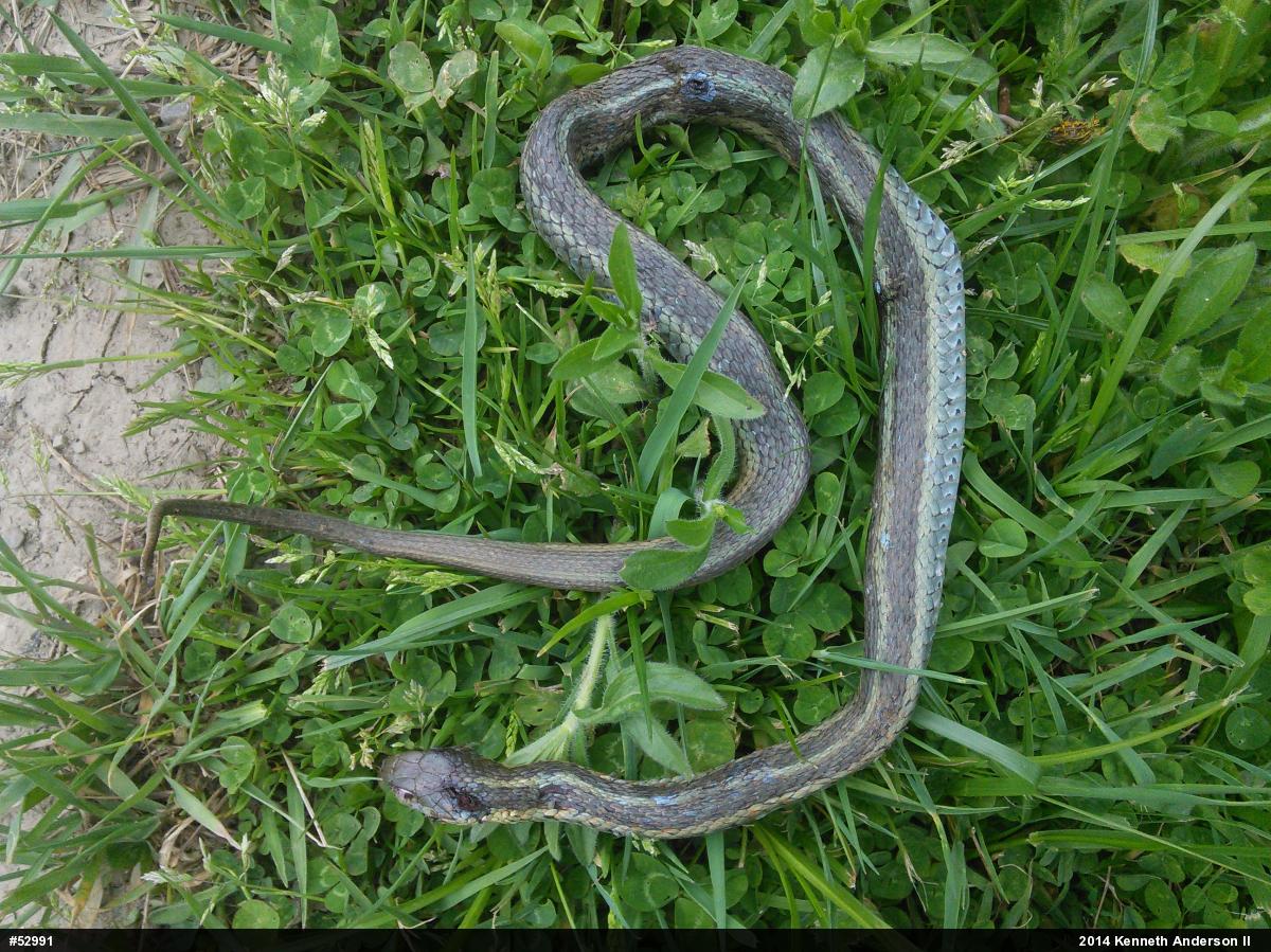 Eastern Gartersnake