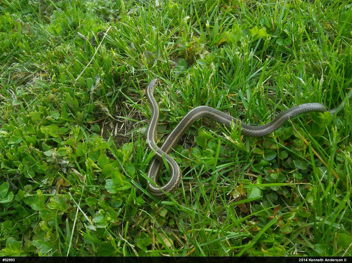 Shorthead Gartersnake