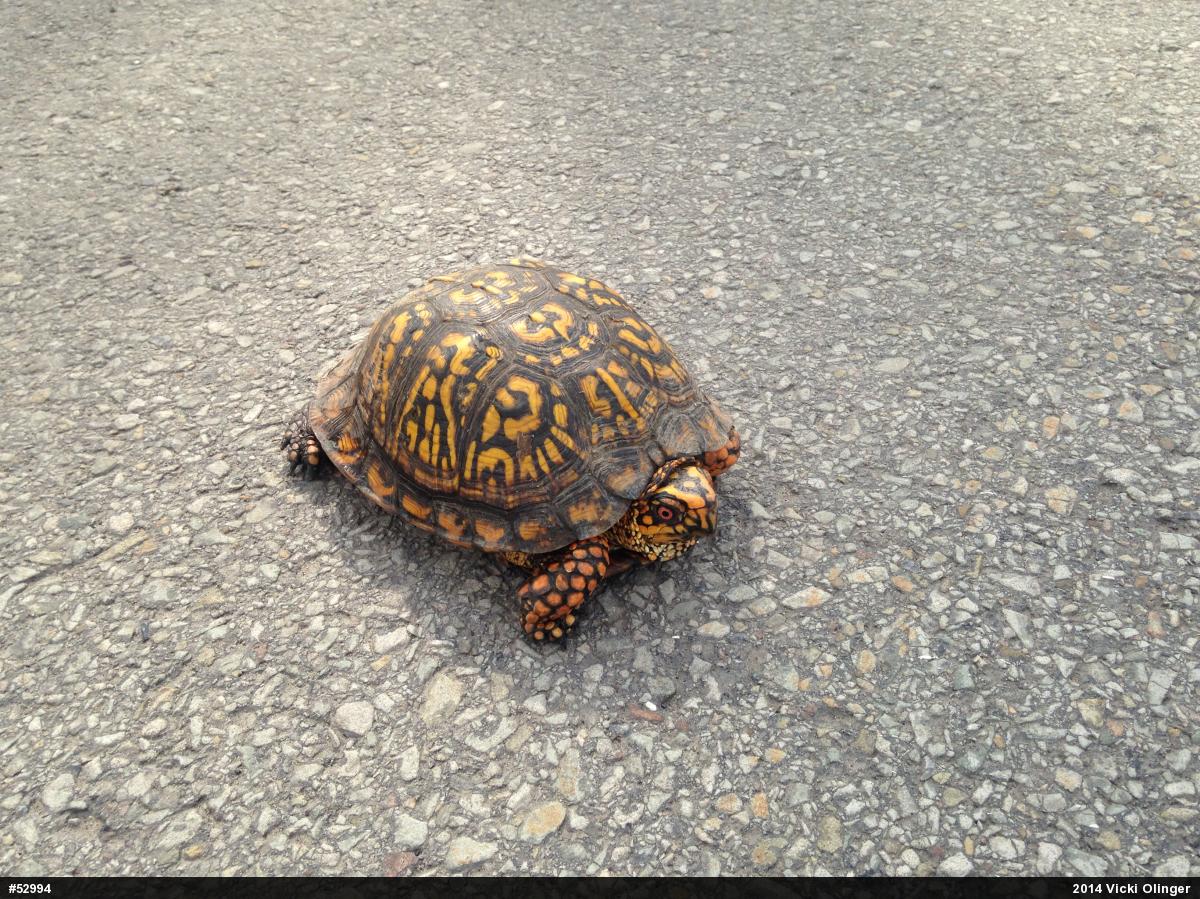 Eastern Box Turtle
