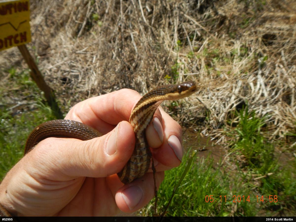 Queensnake