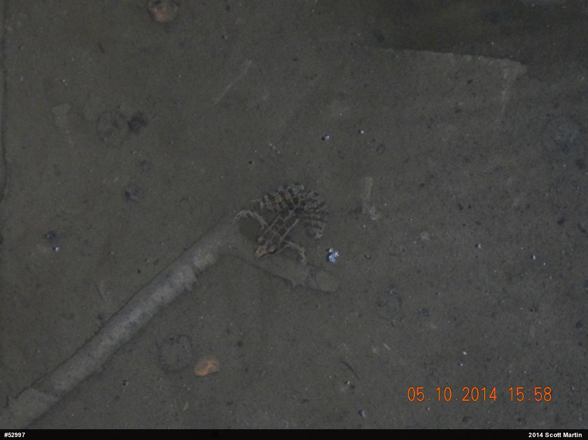 Pickerel Frog