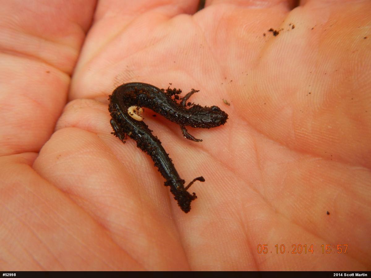 Eastern Red-backed  Salamander