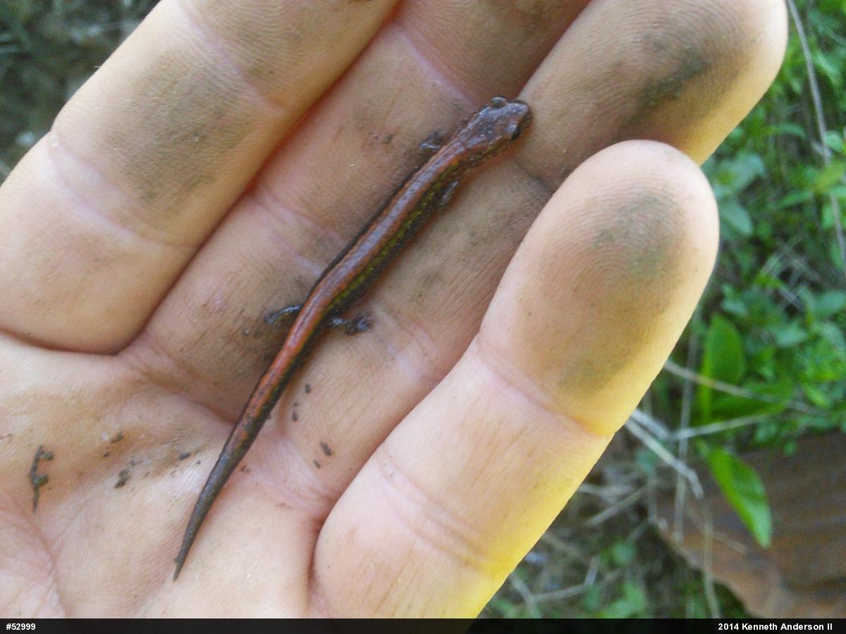 Eastern Red-backed  Salamander