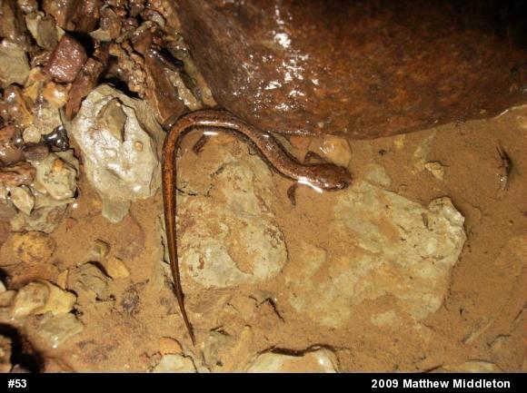 Northern Two-lined Salamander