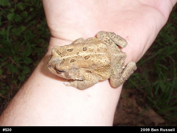 Eastern American Toad