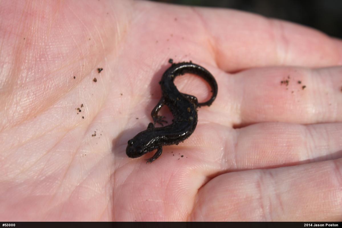 Dusky Salamanders