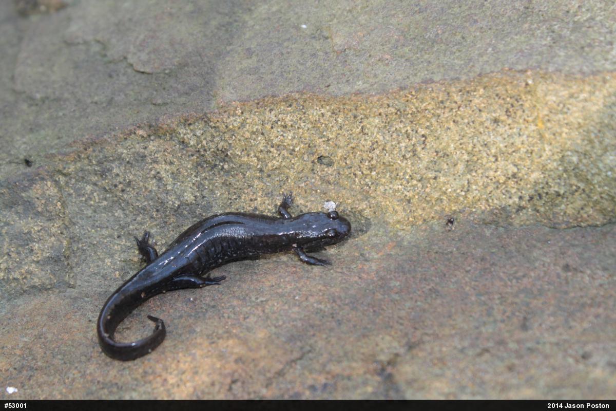 Northern Dusky Salamander
