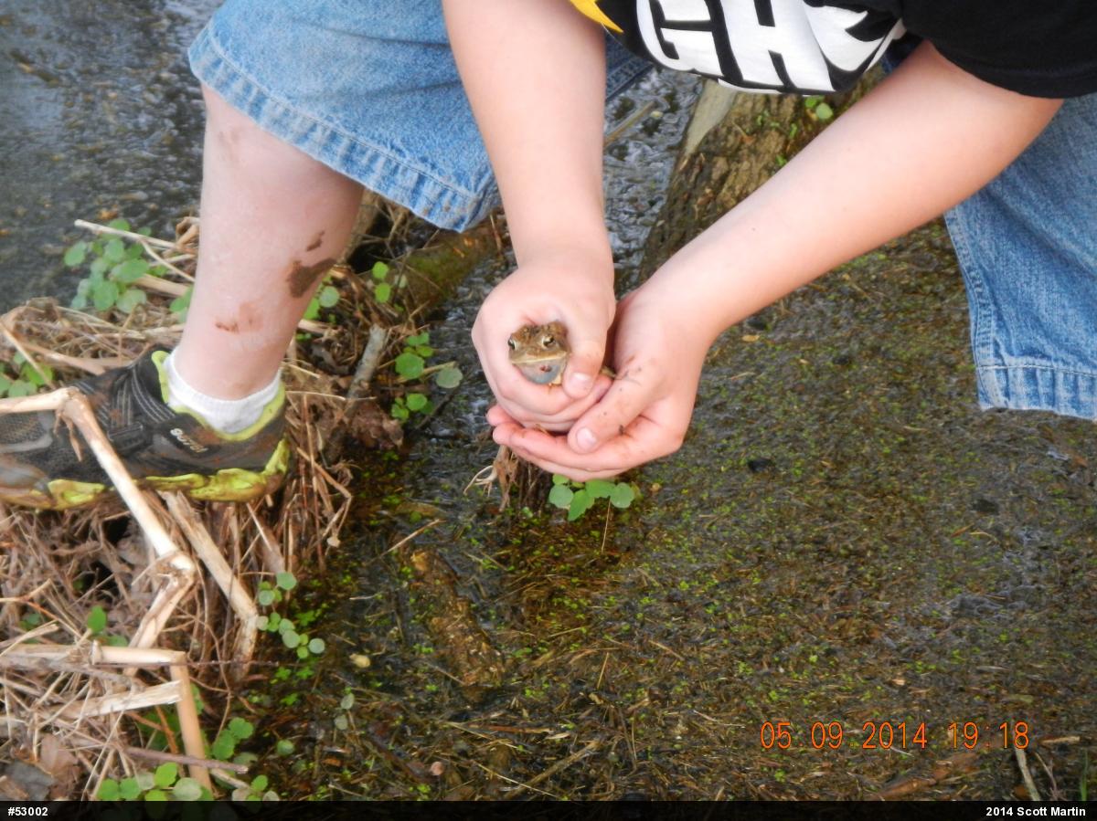 Eastern American Toad