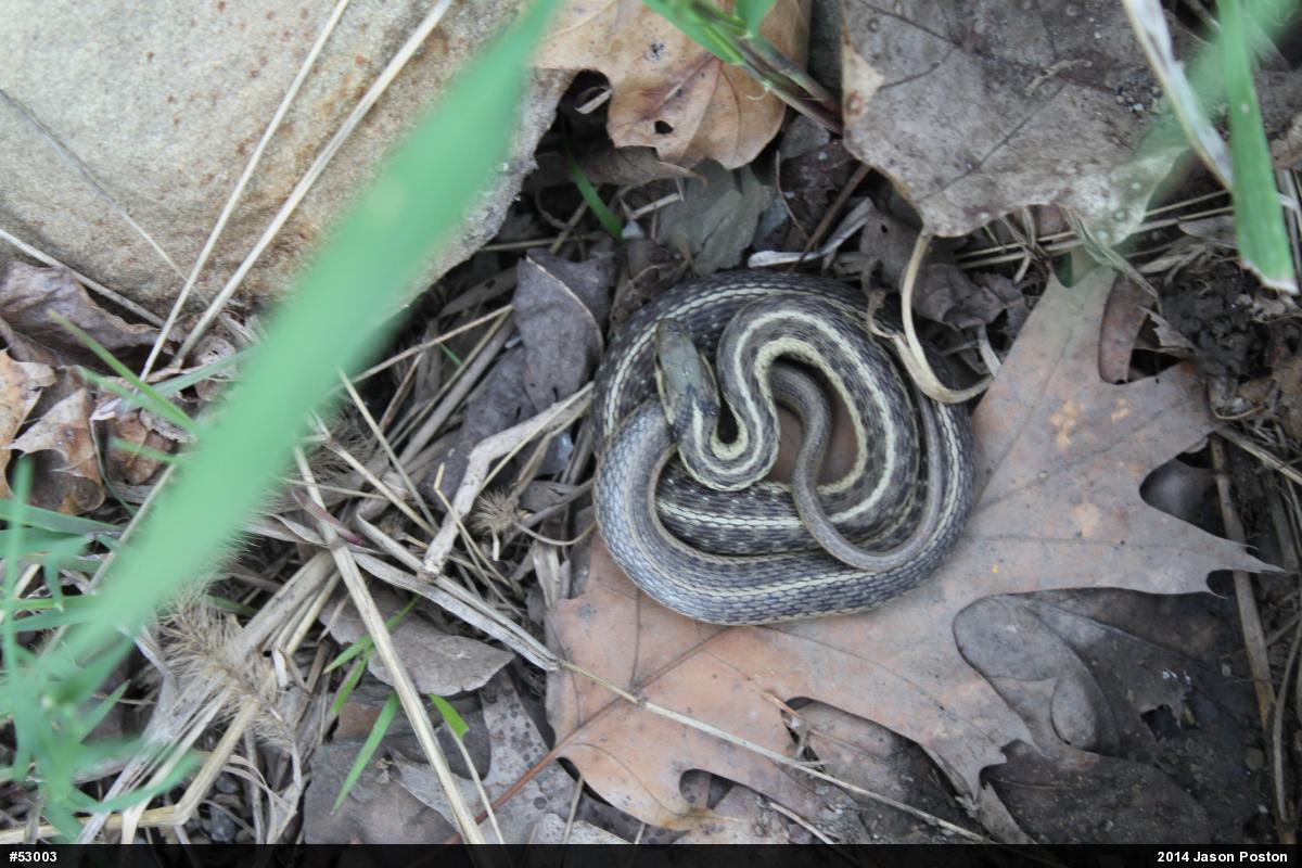 Eastern Gartersnake