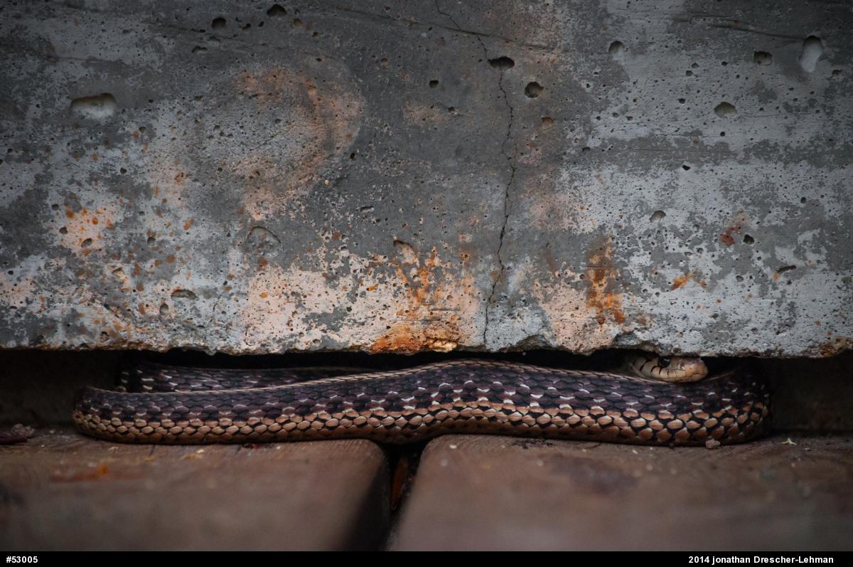 Eastern Gartersnake