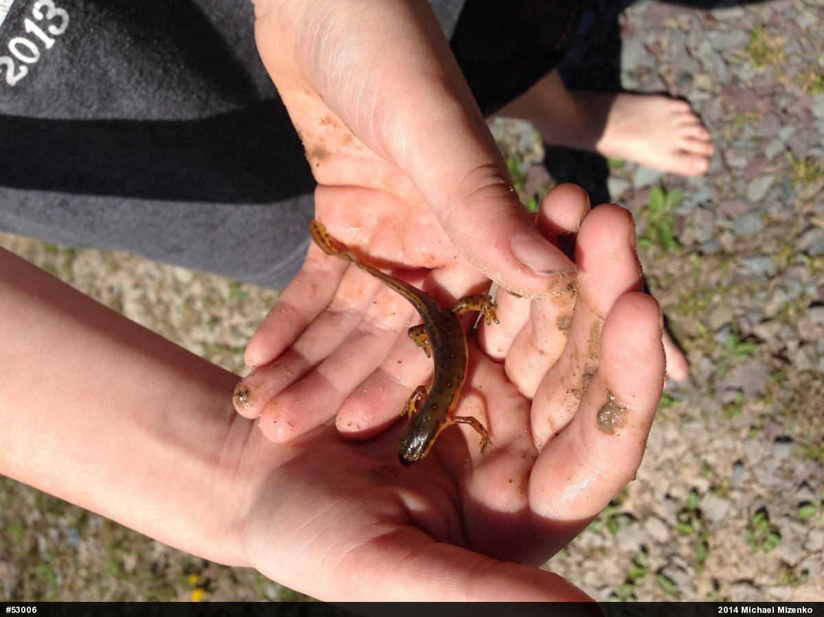 Red-spotted Newt