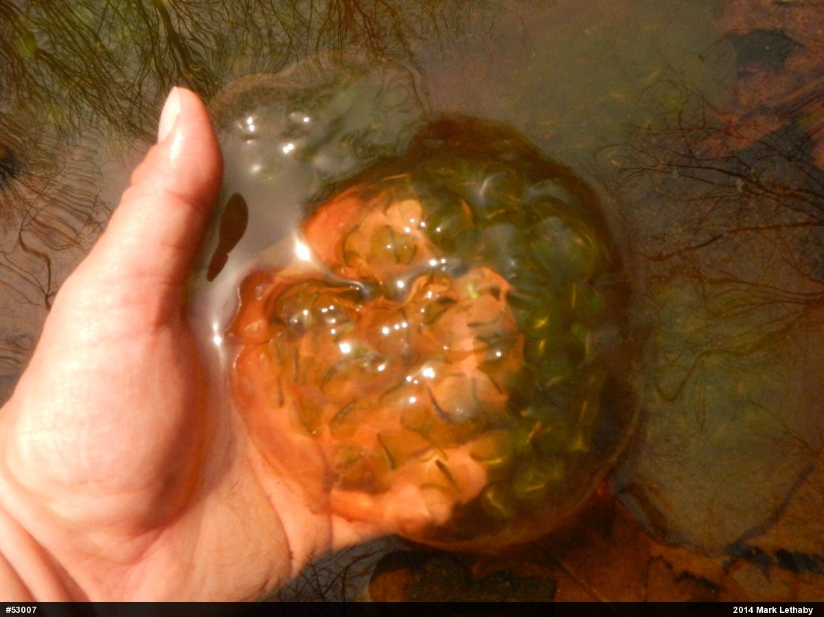 Spotted Salamander
