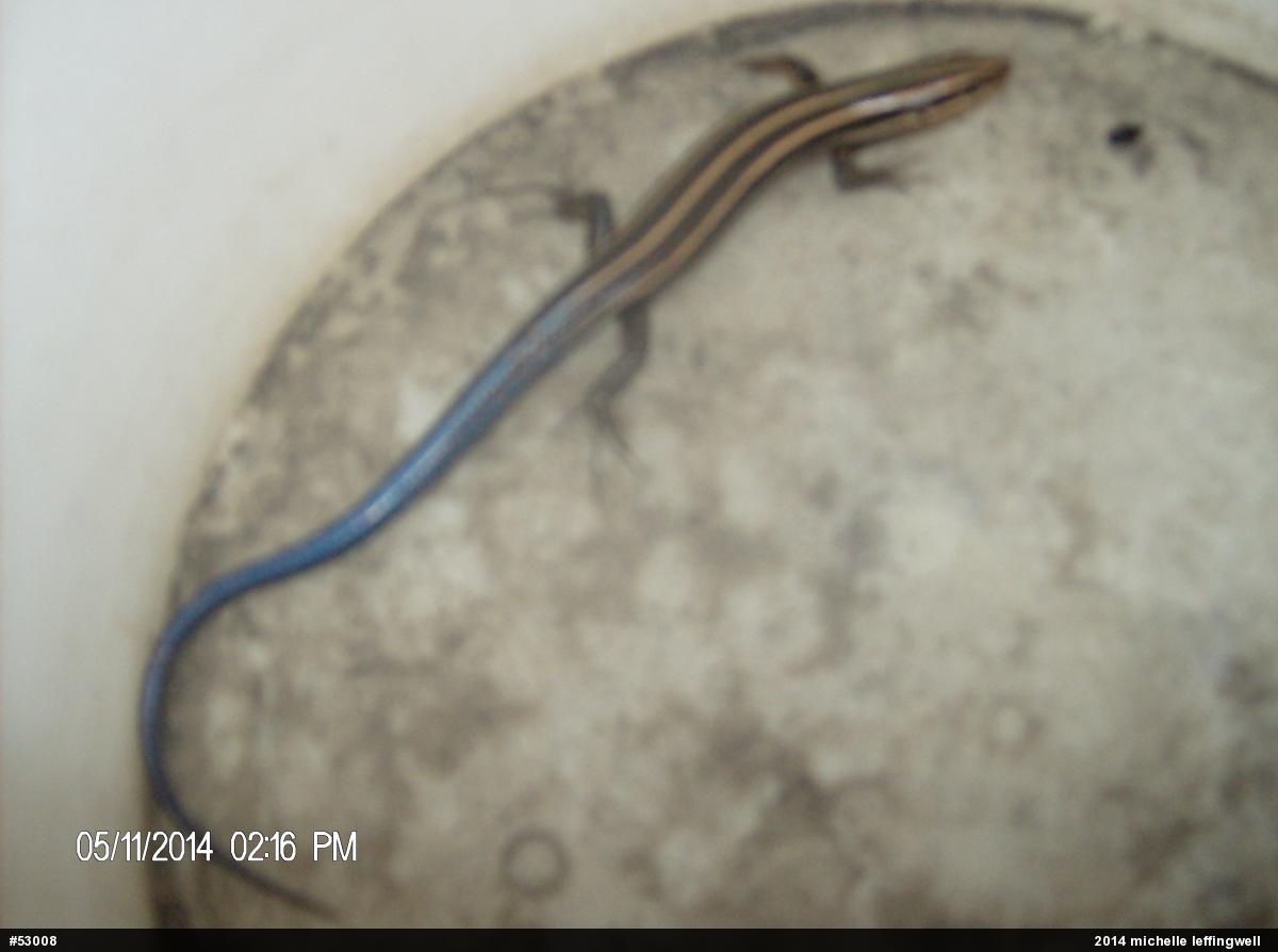 Common Five-lined Skink