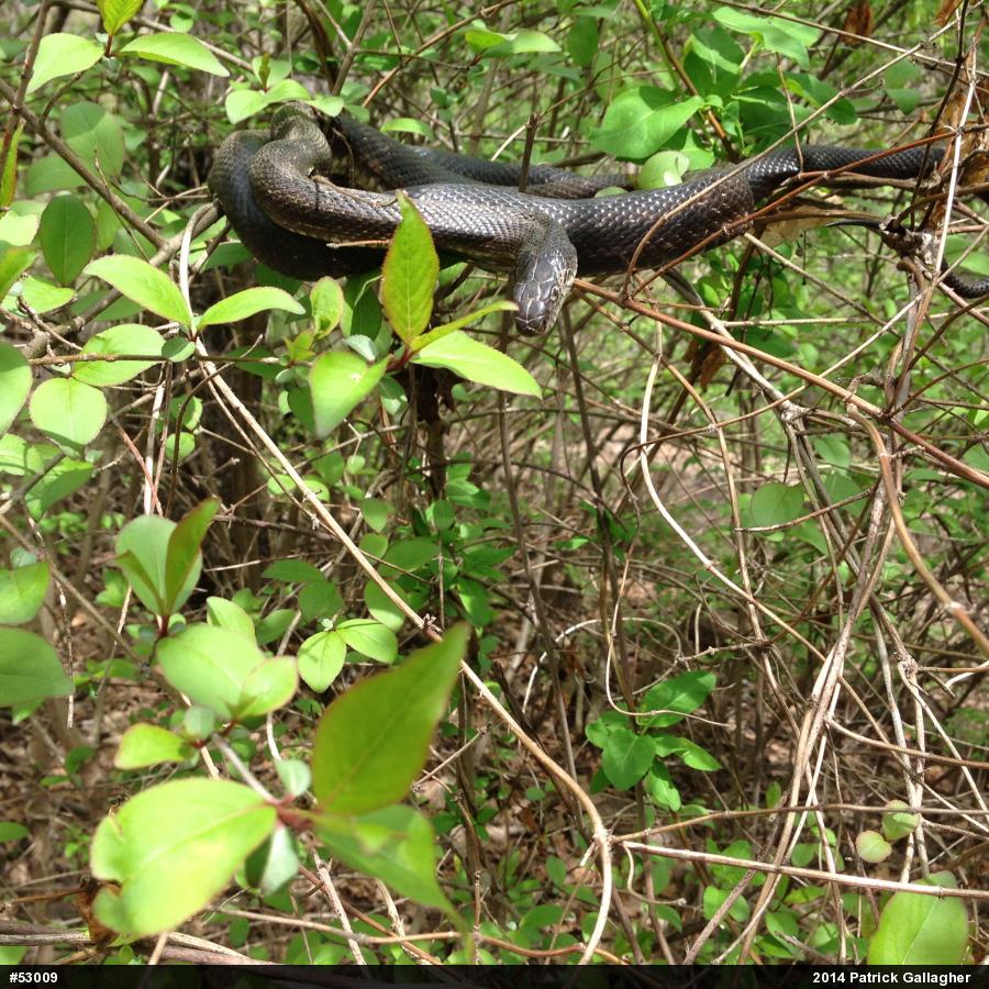 Eastern Ratsnake