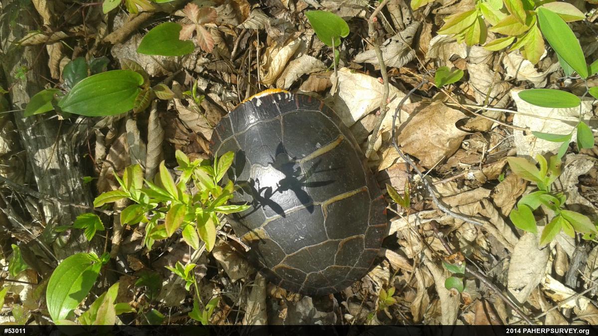Eastern Painted Turtle
