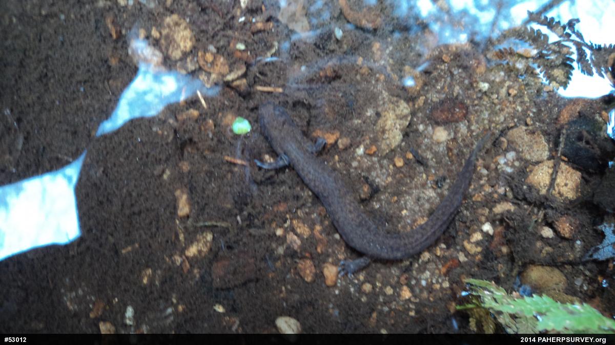 Northern Spring Salamander