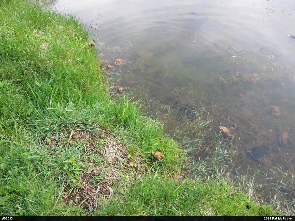 Eastern American Toad