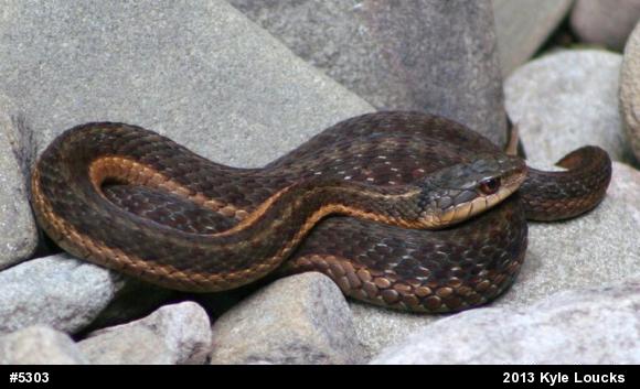 Eastern Gartersnake