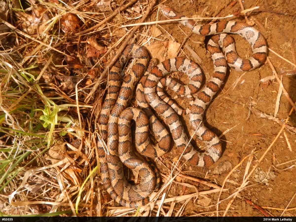 Eastern Milksnake