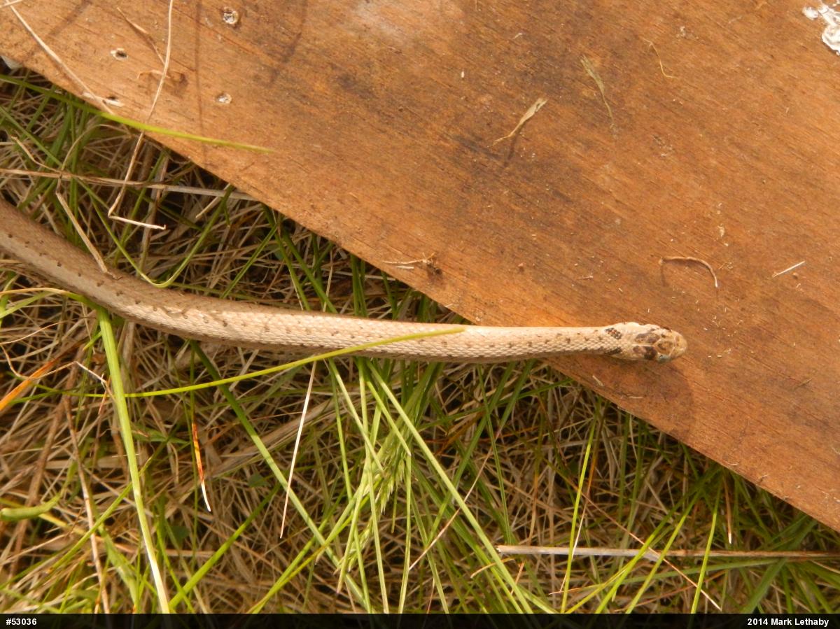 Dekay's Brownsnake
