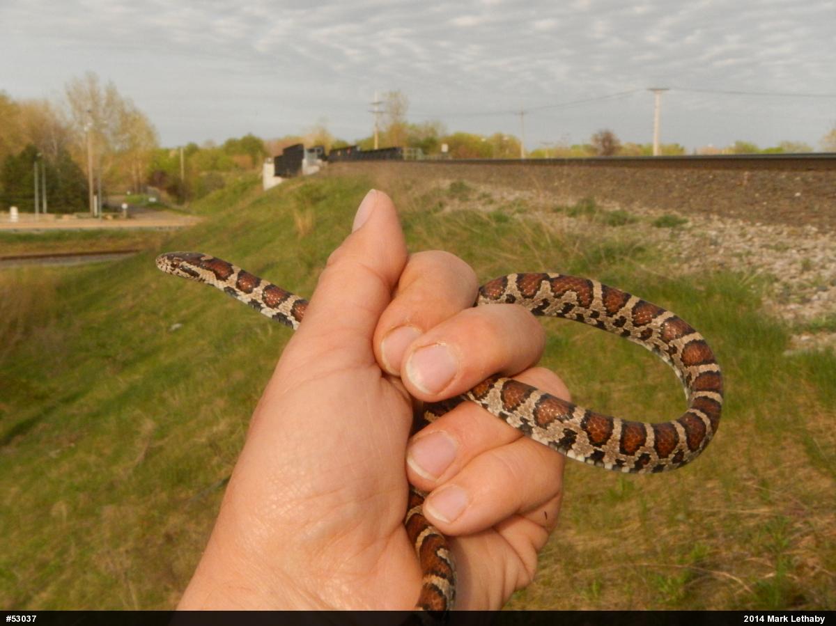 Eastern Milksnake