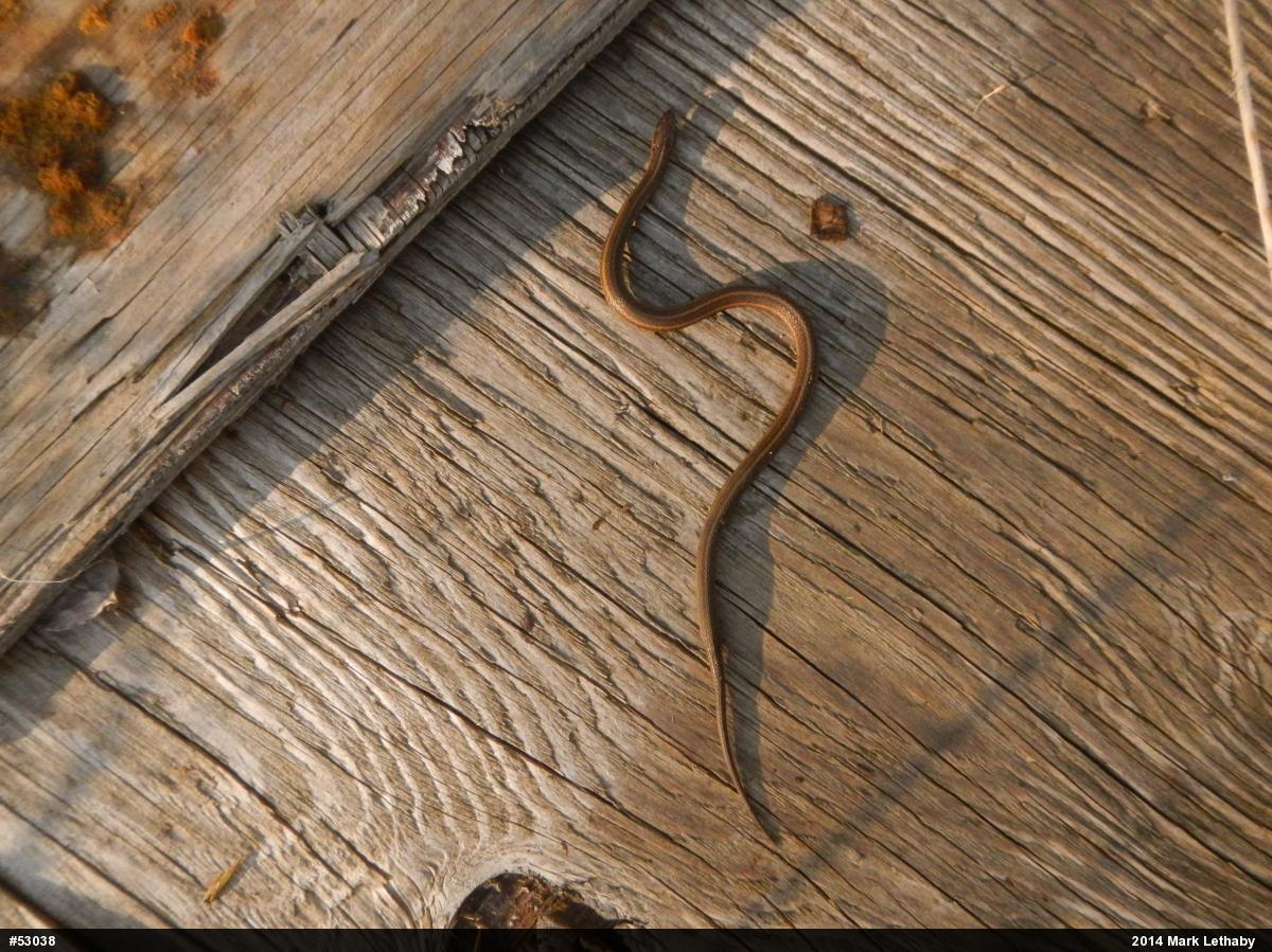 Shorthead Gartersnake