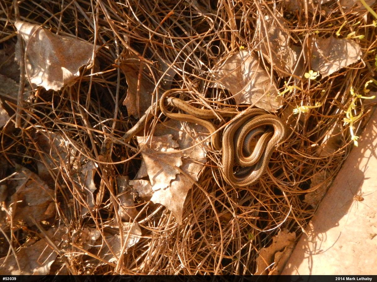 Dekay's Brownsnake