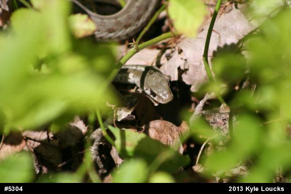 Eastern Gartersnake