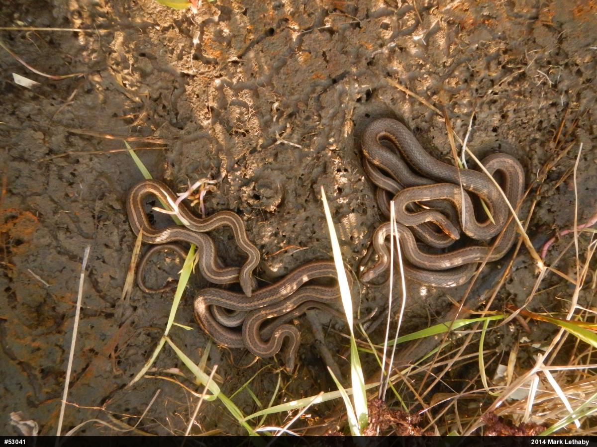 Shorthead Gartersnake
