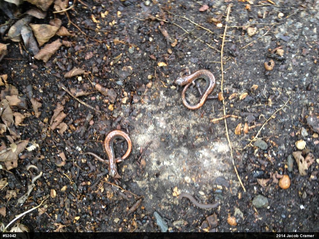 Eastern Red-backed  Salamander