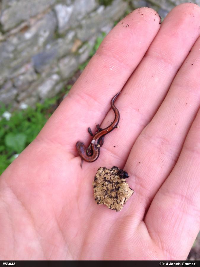 Eastern Red-backed  Salamander