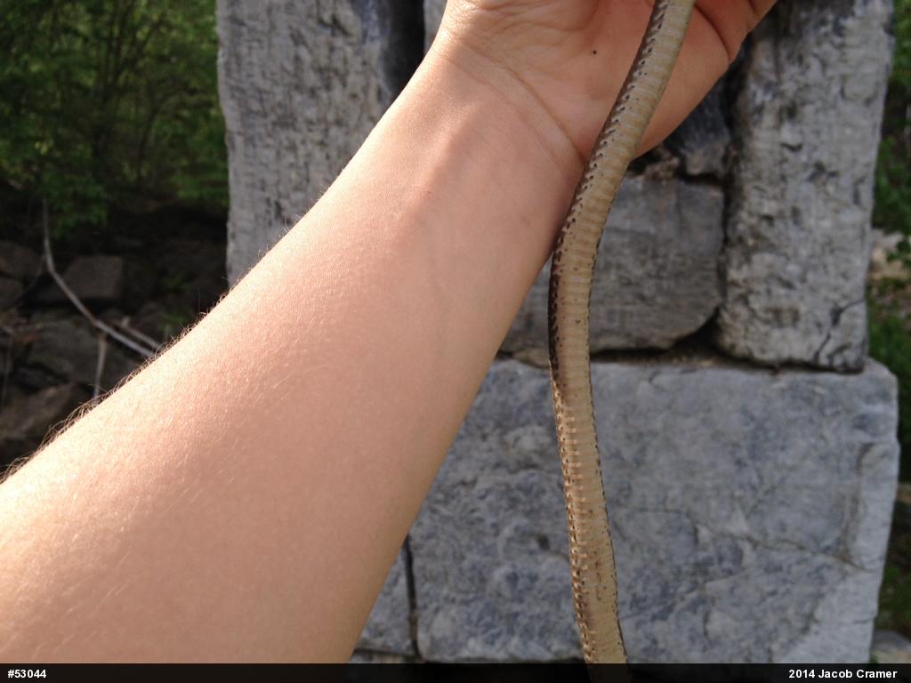Eastern Gartersnake