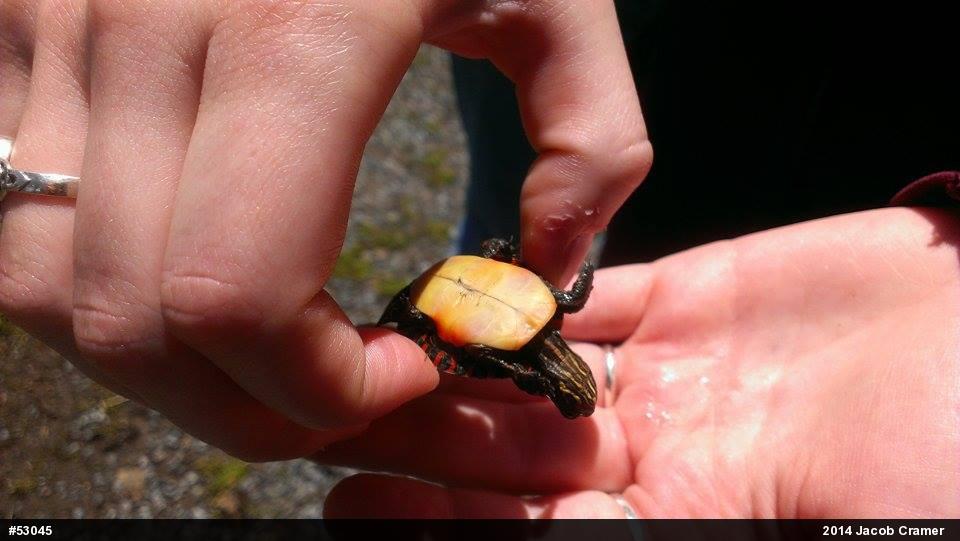 Eastern Painted Turtle