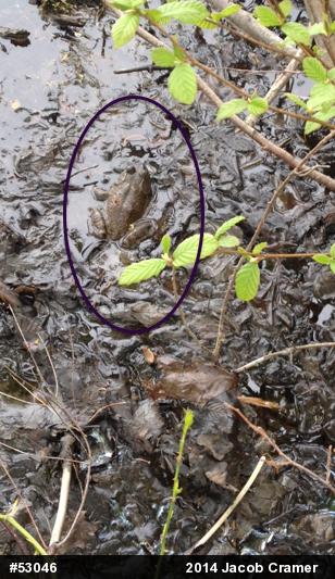 American Bullfrog