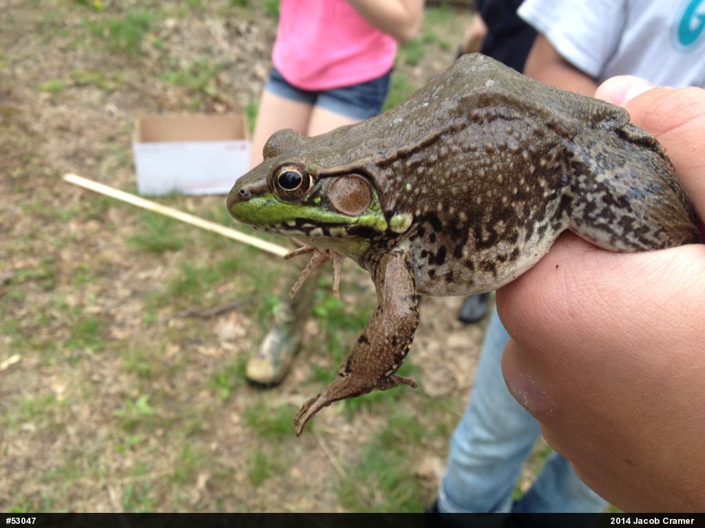 Green Frog