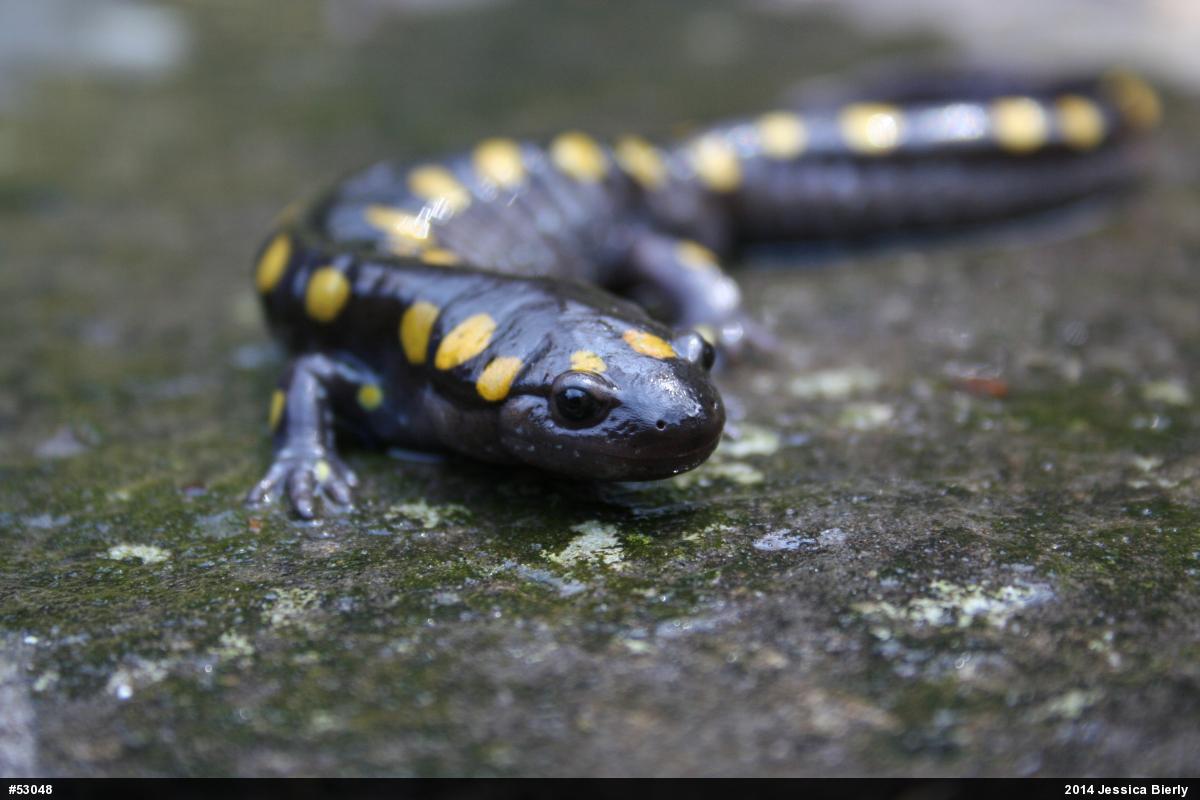 Spotted Salamander