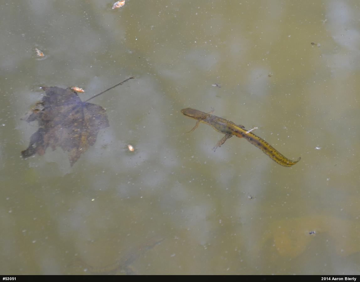 Red-spotted Newt