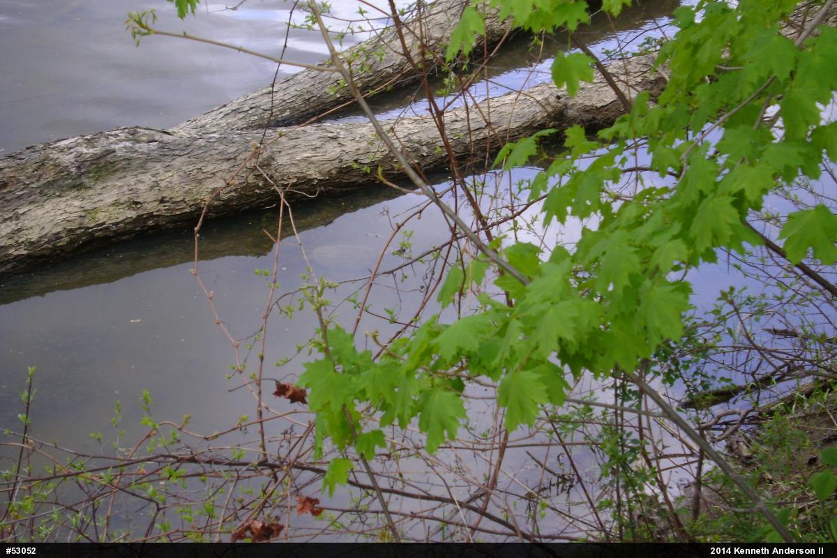 Snapping Turtle