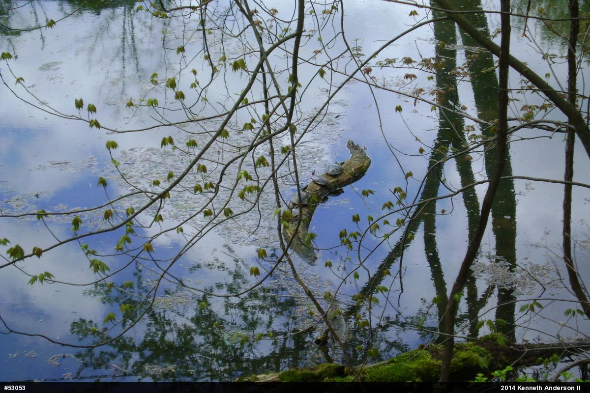 Painted Turtle