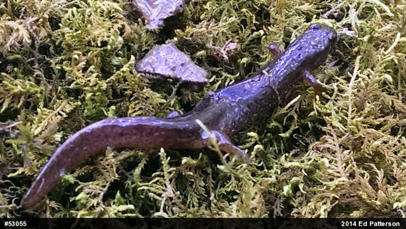 Northern Dusky Salamander