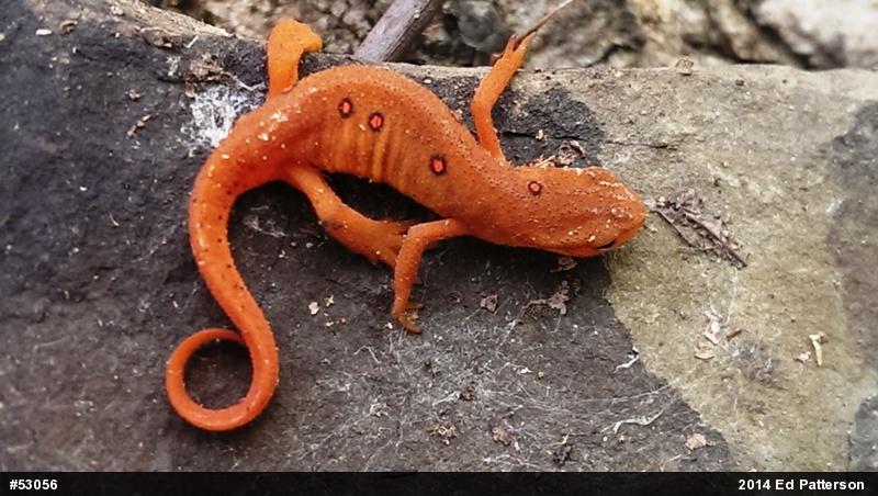 Red-spotted Newt