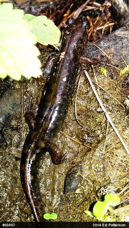 Seal Salamander