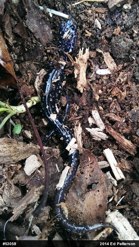 Northern Slimy Salamander