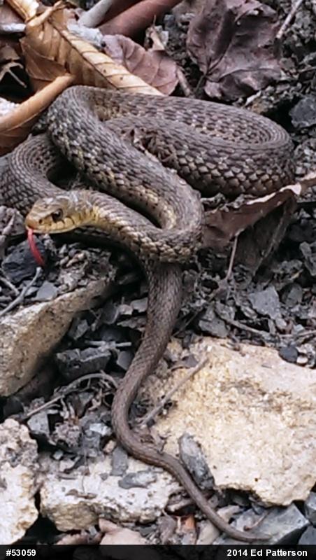 Eastern Gartersnake