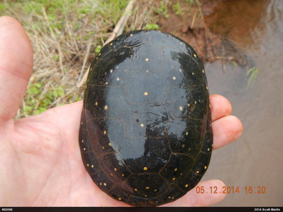 Spotted Turtle