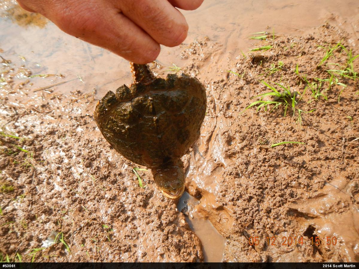 Snapping Turtle