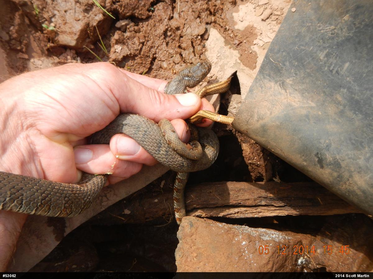 Queensnake