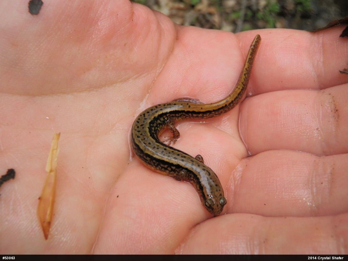 Northern Two-lined Salamander