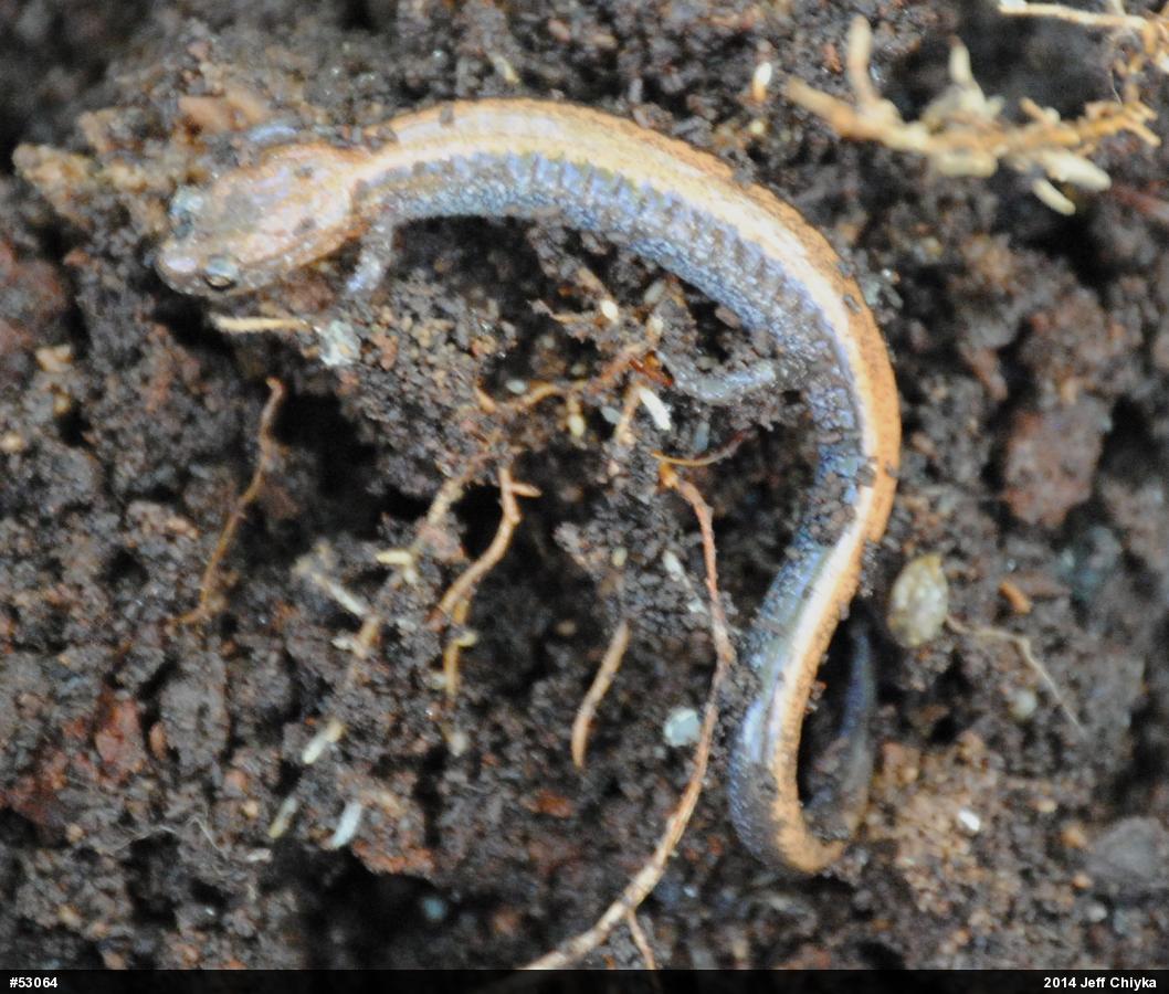 Eastern Red-backed  Salamander