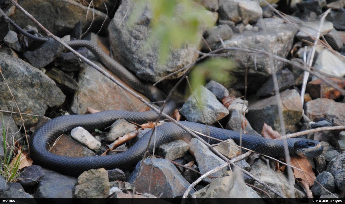 Northern Black Racer